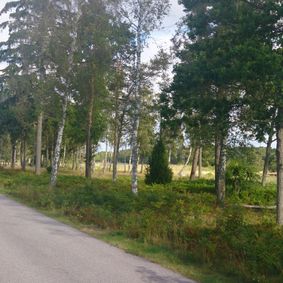 Hamling av en lönn